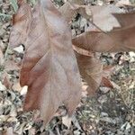 Quercus falcata Leaf