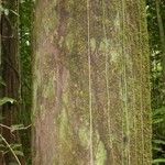 Eperua rubiginosa Corteza