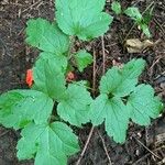 Actaea rubra पत्ता