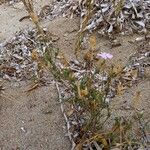 Silene sericea Habit