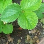 Fragaria chiloensis Leaf