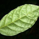 Quararibea duckei Leaf