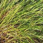 Carex tomentosa Blad