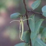 Xylopia katangensis Flor