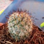 Mammillaria grahamii 葉