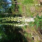 Digitalis purpureaFlors