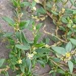 Polygonum aviculare 葉