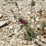 Micromeria nervosa Flor