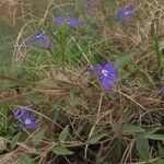 Lobelia erinus برگ