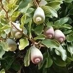 Ficus pumila Fruit