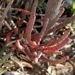 Salicornia neei Leaf