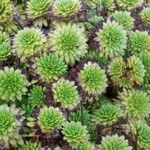 Saxifraga muscoides Likasa