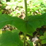 Triosteum perfoliatum 葉