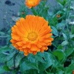 Calendula algeriensisFlower