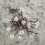 Iberis procumbens Fula