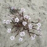 Iberis procumbens Kukka