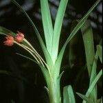 Maxillaria coccinea Flower