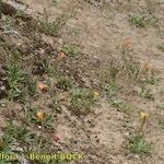 Oenothera longiflora Habitatea