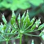 Conopodium majus Fruit