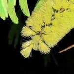 Paraserianthes lophantha Virág