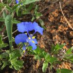 Commelina latifolia花