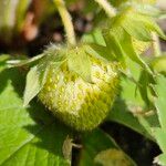 Fragaria × ananassa Vrucht