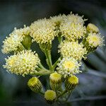 Senecio vira-vira Λουλούδι