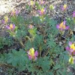 Lupinus stiversii 整株植物