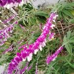 Salvia leucantha Flower