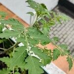 Solanum pimpinellifolium 叶
