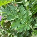 Erodium ciconium ᱥᱟᱠᱟᱢ