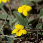 Viola purpurea 整株植物