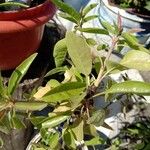 Prunus dulcis Φύλλο