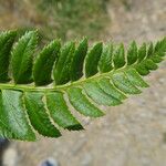 Polystichum lonchitis Leaf