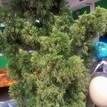 Juniperus chinensis Листок