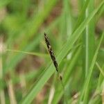 Zoysia japonica Blodyn