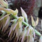 Bulbophyllum nigritianum Flower