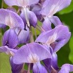 Wisteria frutescensFlower