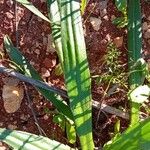 Plantago serraria Hoja