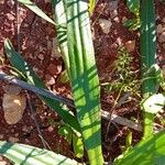 Plantago serraria Foglia