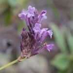 Lavandula rotundifolia फूल