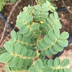 Senna auriculata Leaf