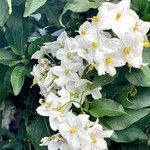 Solanum laxum عادت