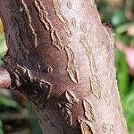 Phellodendron amurense Bark