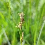 Carex hirta Цвят