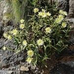 Hieracium berardianum Kvet