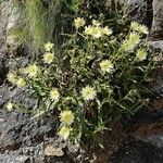 Hieracium berardianum Λουλούδι