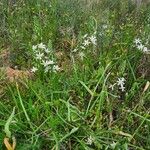 Loncomelos narbonense Habitat