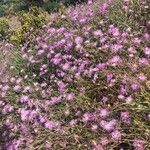 Volutaria muricata Flors