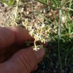 Sesamoides pygmaea Flower